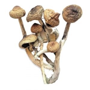 Buy Golden Teacher Magic Mushrooms Online