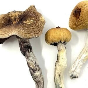 Buy Golden Teacher Magic Mushrooms Online